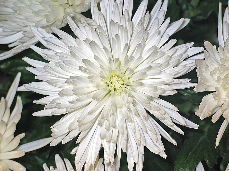 Crizanteme, Asters, floare, impresie, alb, puritate, restul