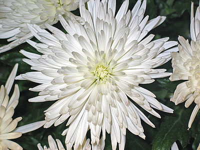 chrysanthèmes, asters, fleur, impression, blanc, pureté, reste