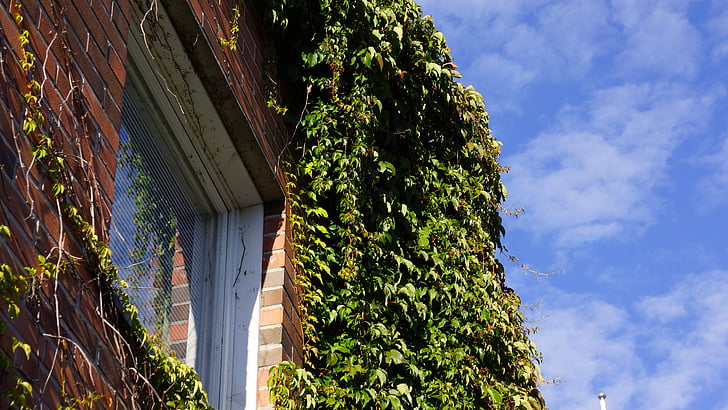Virginia creeper, rastejo vzdolž stene, odraža v oknu