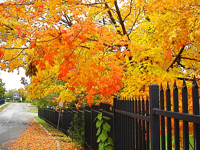 na podzim, stromy, podzim, Příroda, sezóny, sezónní
