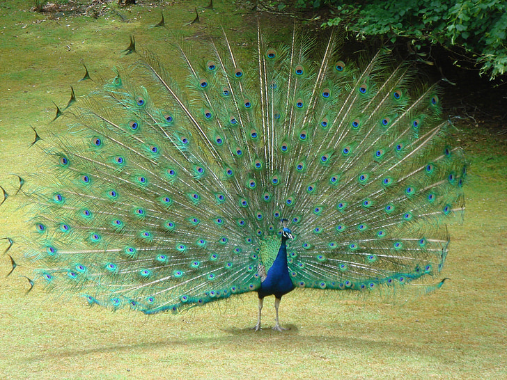 孔雀, 尾の羽, 羽, 鳥, 自然, ブルー, カラフルです