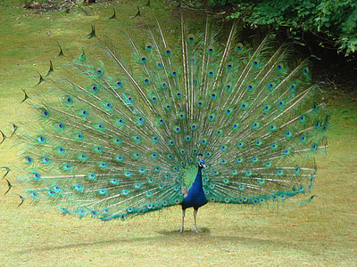 paon, plumes de la queue, plumes, oiseau, nature, bleu, coloré