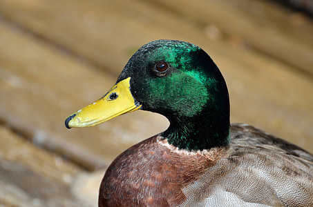 mallard duck, duck, wildlife, bird, water, green, nature