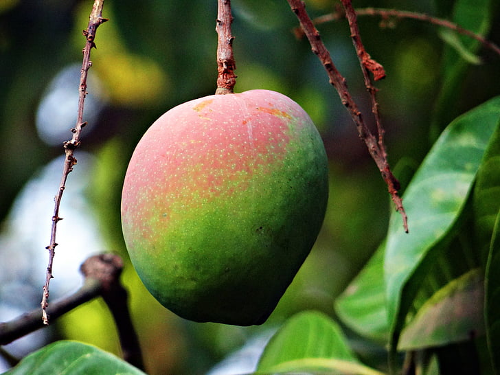 Mango, Mangifera indica, circa maturi, frutta tropicale, albero di mango, frutta, Dharwad
