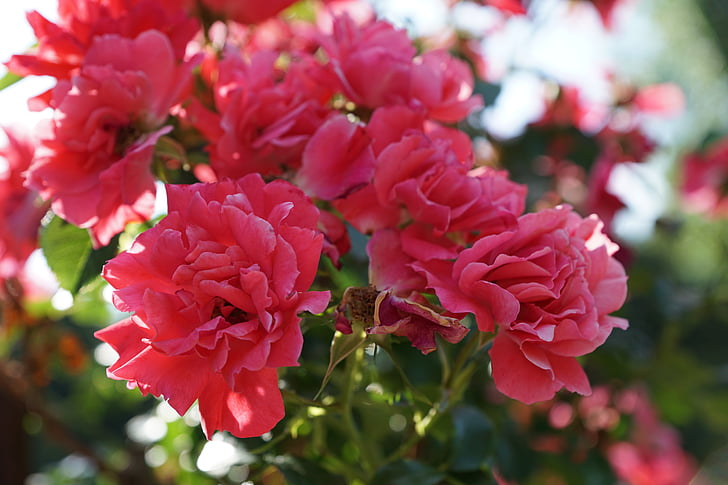 stieg, Blume, Anlage