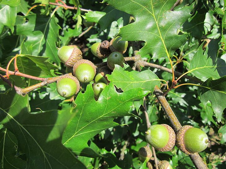 Quercus rubra, φύλλα, βελανίδια, κόκκινη βαλανιδιά, δέντρο, βοτανική, φυτό