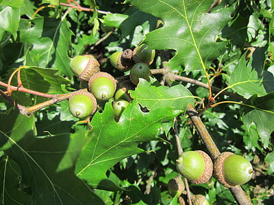 Quercus rubra, pozostawia, żołędzie, Dąb czerwony, drzewo, botanika, roślina