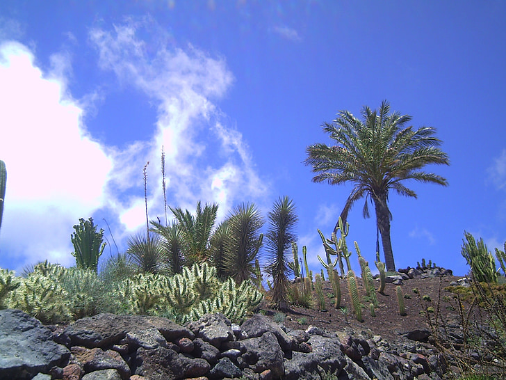 Fuerteventura, Palm, mặt trời, Máy, bầu trời