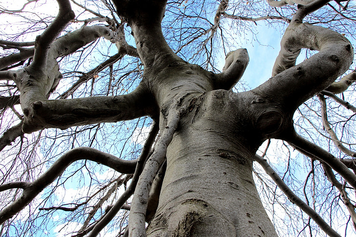 arbre, noueux, torsion, Twisted, bois, écorce, branches