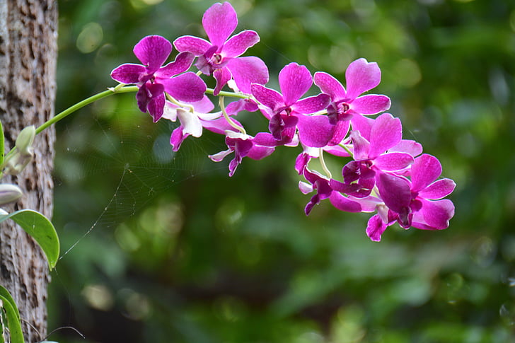 Orchid, lilla, forfriskende, spindelvæv, grønne, blomster, Cho