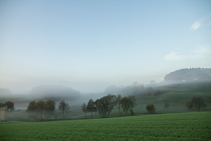 mgła, krajobraz, wzgórze, łąka, mgły., rano, lasu