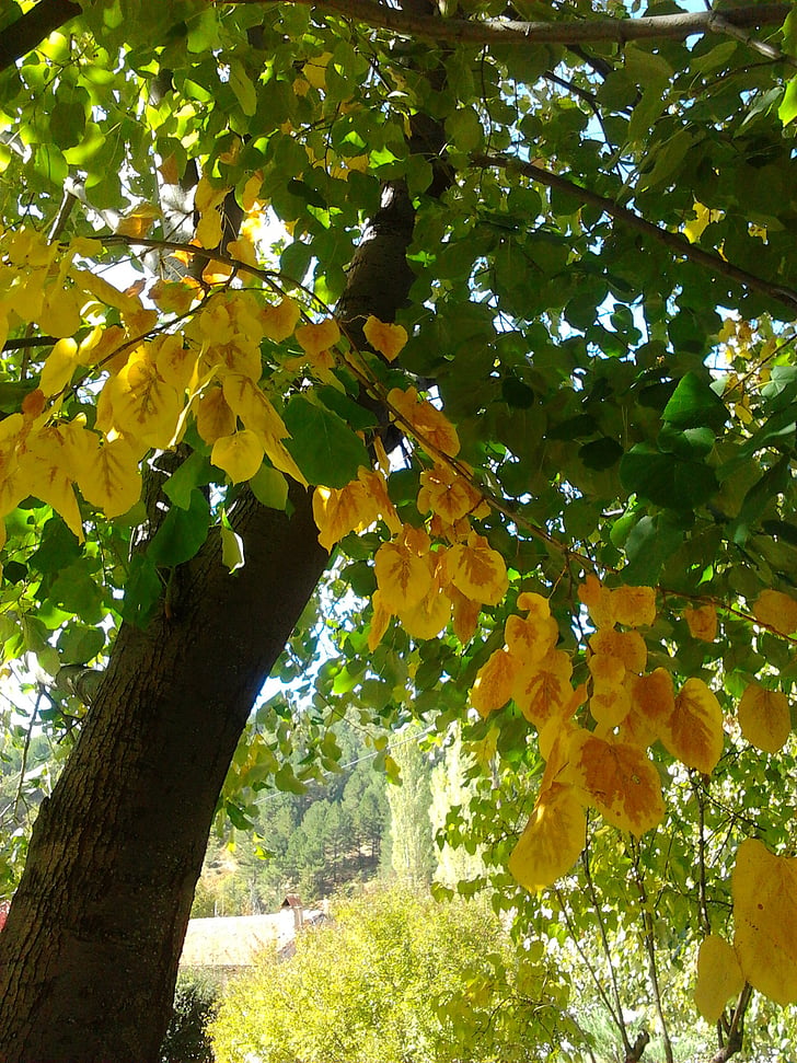 musim gugur, kuning, hijau, pohon
