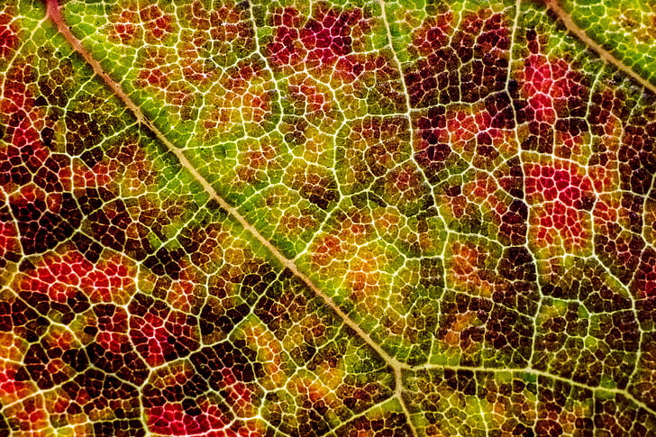 leaf, texture, fall, autumn, nature
