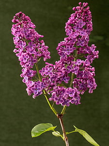 blossom, bloom, lilac, ornamental shrub, branch, purple, close