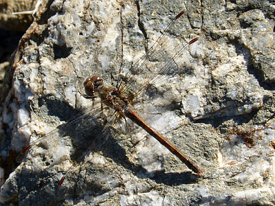 Dragonfly, insekt, vinger, libelulido, Libellulidae