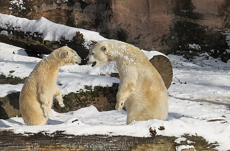urso polar, Tiergarten, Nuremberg, animal jovem, predador, perigoso, Inverno