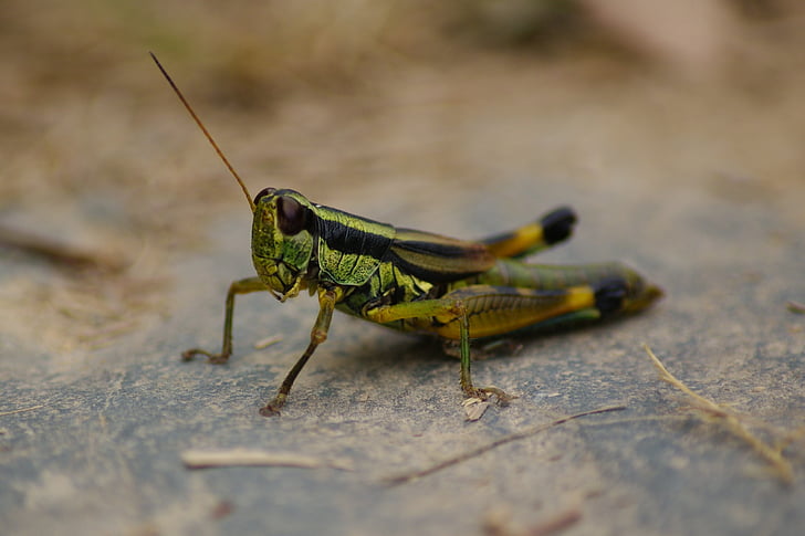 gräshoppa, cricket, grön, naturen, insekt, Stäng, liten
