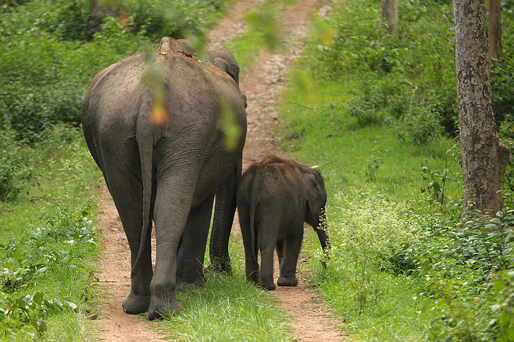 mother, elephant, calf, india, wildlife, baby, family