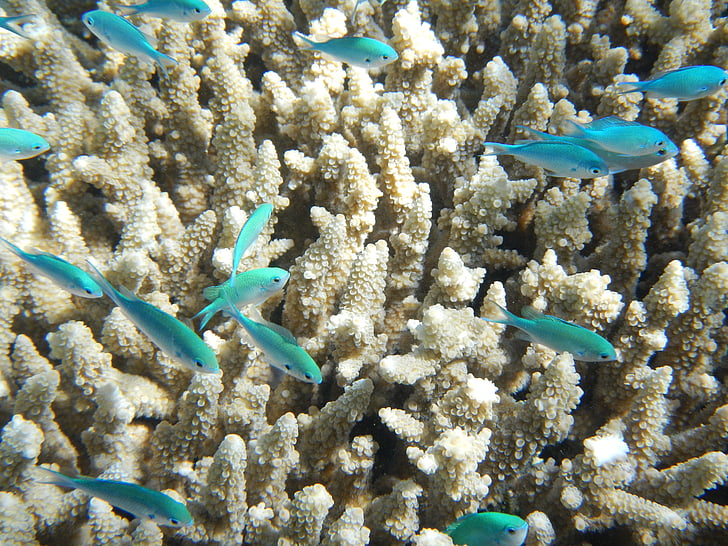 fish, coral, great barrier reef, underwater, water, ocean, reef