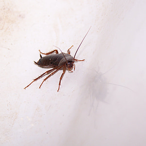 scarafaggio, dei parassiti, Roach, insetto, disgustoso, vermin, infestazione