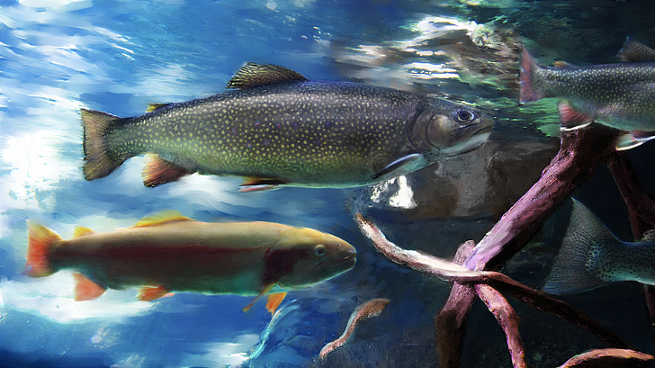 öring, fisk, akvarium, floden, Stream, Kalifornien, Discovery bay