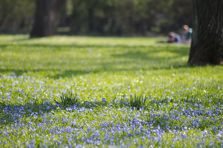 Parc, Magdeburg, étoile bleue, Blossom, Bloom, Meadow, pré de fleurs