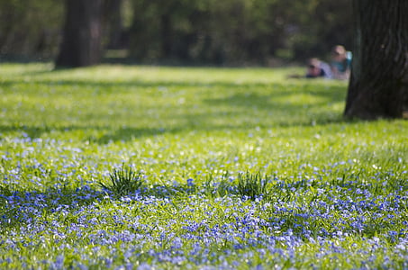 Park, Magdeburg, modrá hviezda, kvet, kvet, lúka, kvetinové lúky