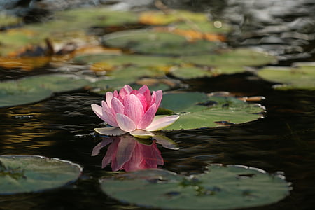 beleza, flor, Lótus, meditação, paz, -de-rosa, Lagoa
