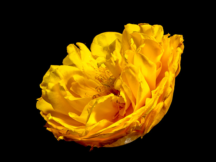 Blossom, mekar, bunga, kuning