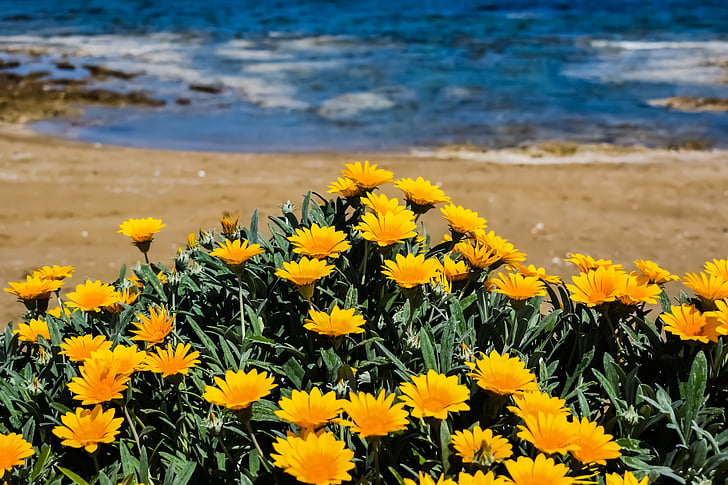 ดอกไม้, สีเหลือง, ชายหาด, ธรรมชาติ, ฤดูใบไม้ผลิ, บาน, ดอกไม้