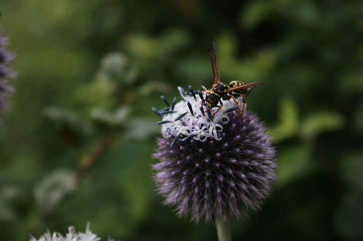 WASP, hmyz, léto, pole wasp, zvíře, květ, Bloom