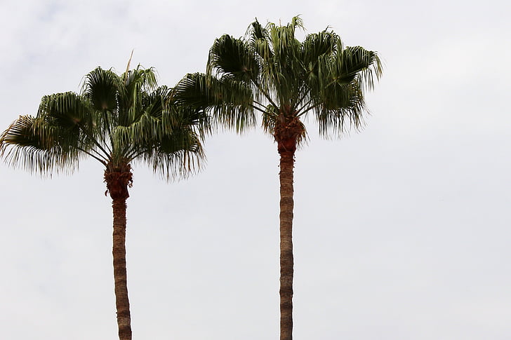 palmer, bakgrund, Sky, Tropical, Holiday, havet