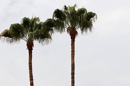 棕榈树, 背景, 天空, 热带, 假日, 海