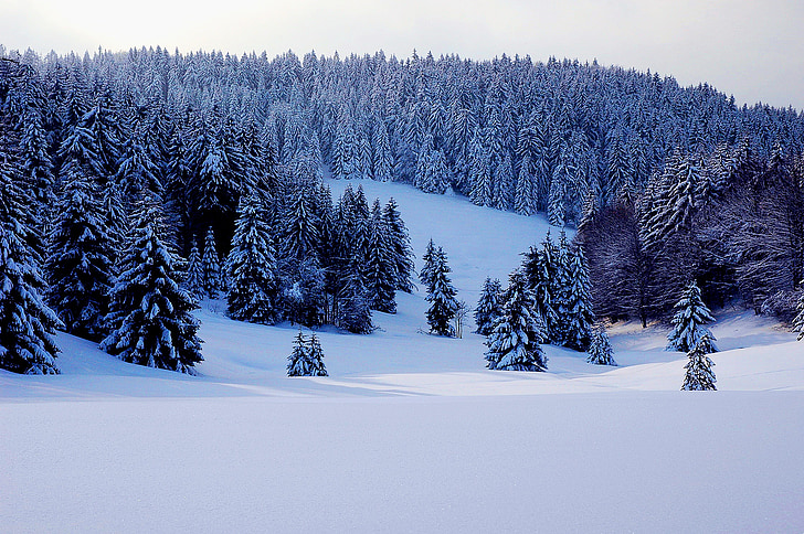 téli, hideg, hó, erdő, hó ég, fagy, kristályok