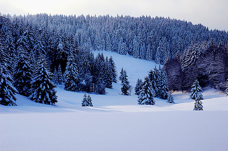 l'hivern, fred, neu, bosc, cel de neu, gelades, cristalls