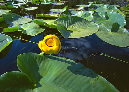 lilies, pond, nature, reflection, water, leaf