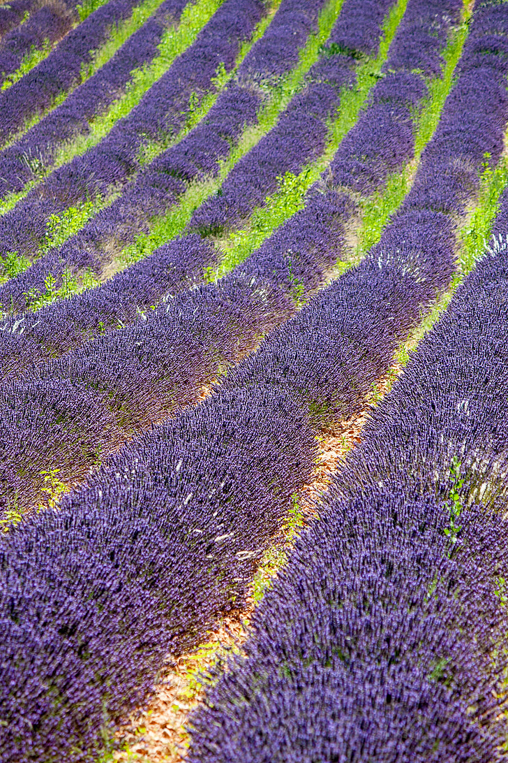 provence, lavender, violet, purple, lavender flowers, mediterranean, france