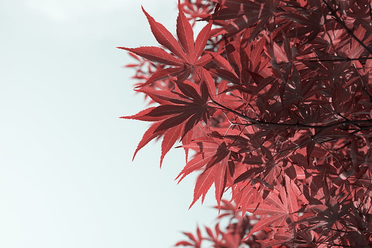 maple, look up, plant, red