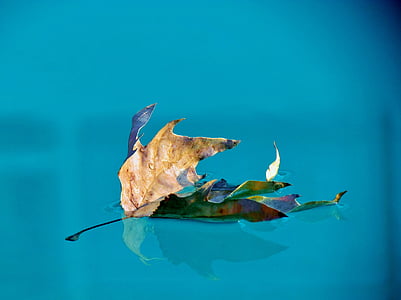 eau, piscine, bleu, plis, feuilles sur l’eau