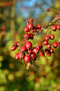 Hawthorn, hedelmät, punainen, marjat, Crataegus, nousi kasvihuonekaasujen, Sulje