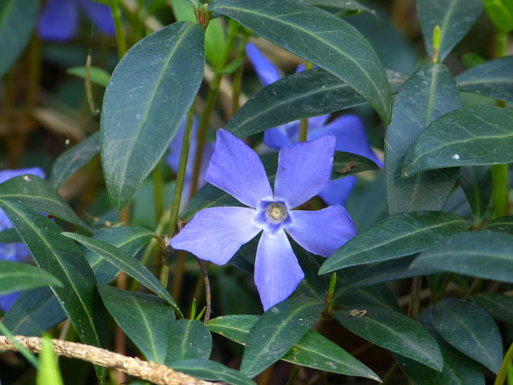periwinkle, small periwinkle, blossom, bloom, flower, plant, purple