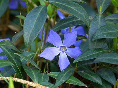 Periwinkle, lille periwinkle, Blossom, Bloom, blomst, plante, lilla