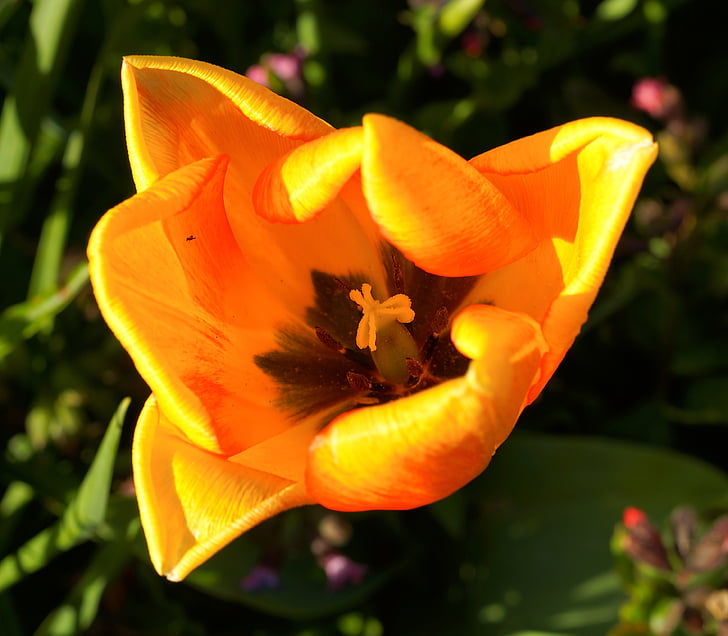 Tulipán, květ, Bloom, jaro, žlutá, Jarní květina, Zavřít