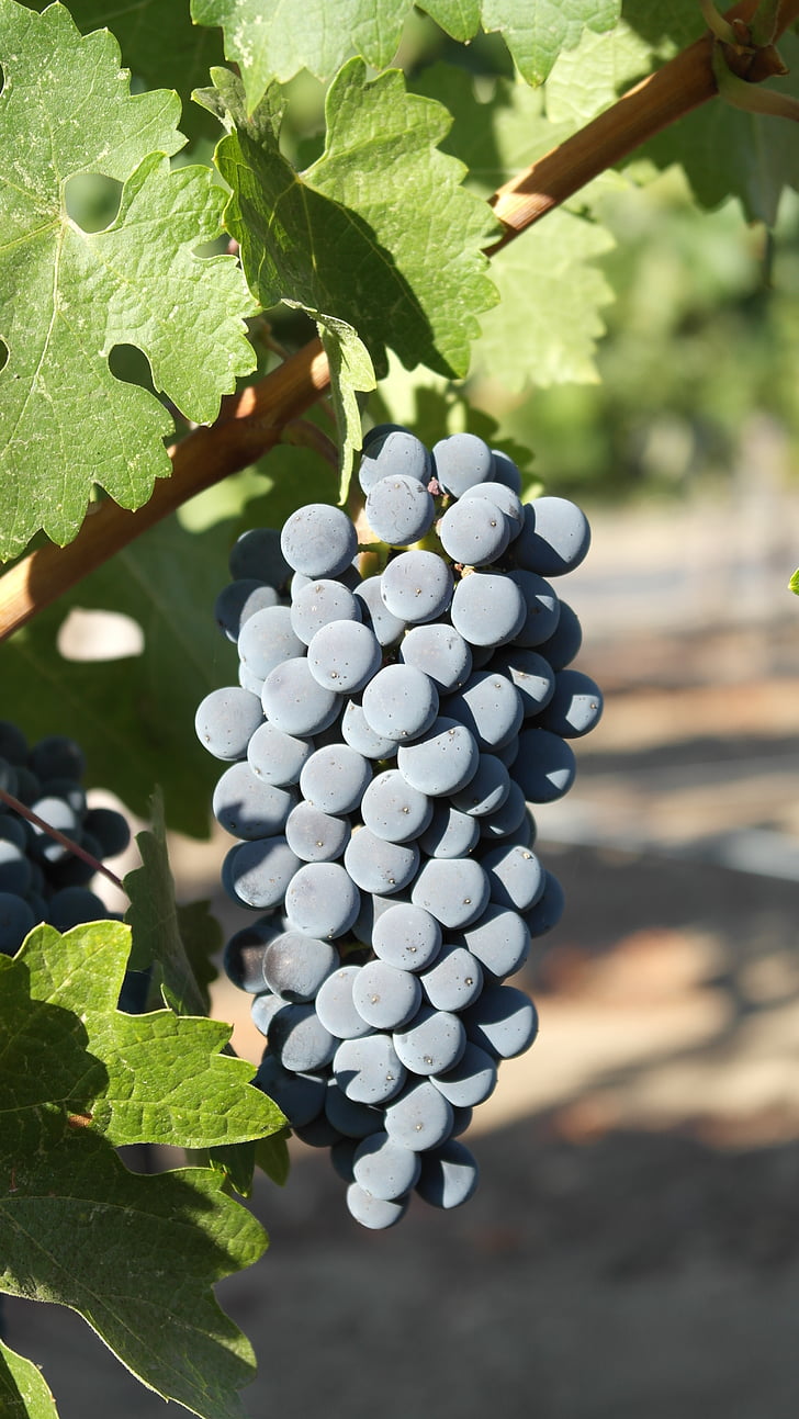 viinirypäleet, Harvest, Sunshine, rypäleen, hedelmät, Vineyard, viiniköynnöksen