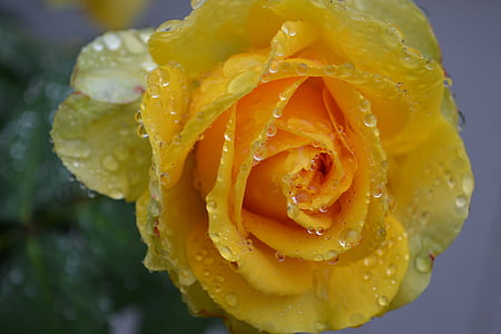 geltona rožė, Rožė, geltona, lietus, žydėti