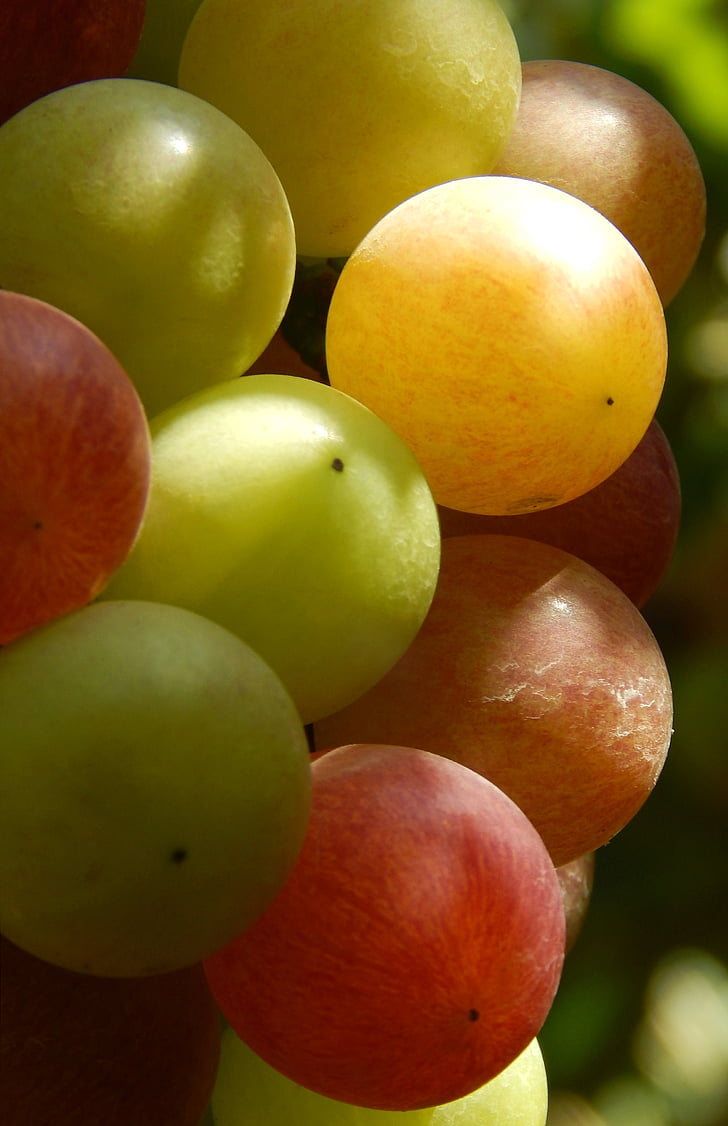 szőlő, gyümölcs, természetes, egészséges, piros, szaftos, táplálkozás