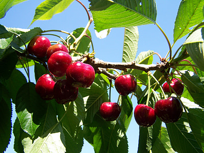 červené cherry, zrelé plody, Cherry pobočky