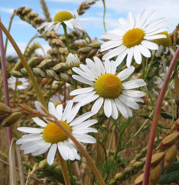 chamomile, scentless chamomile, flowers, flora, mayweed, scentless, field