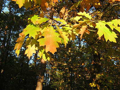 Blätter, Herbst, entstehen, Orange, Golden, hell, transluzent