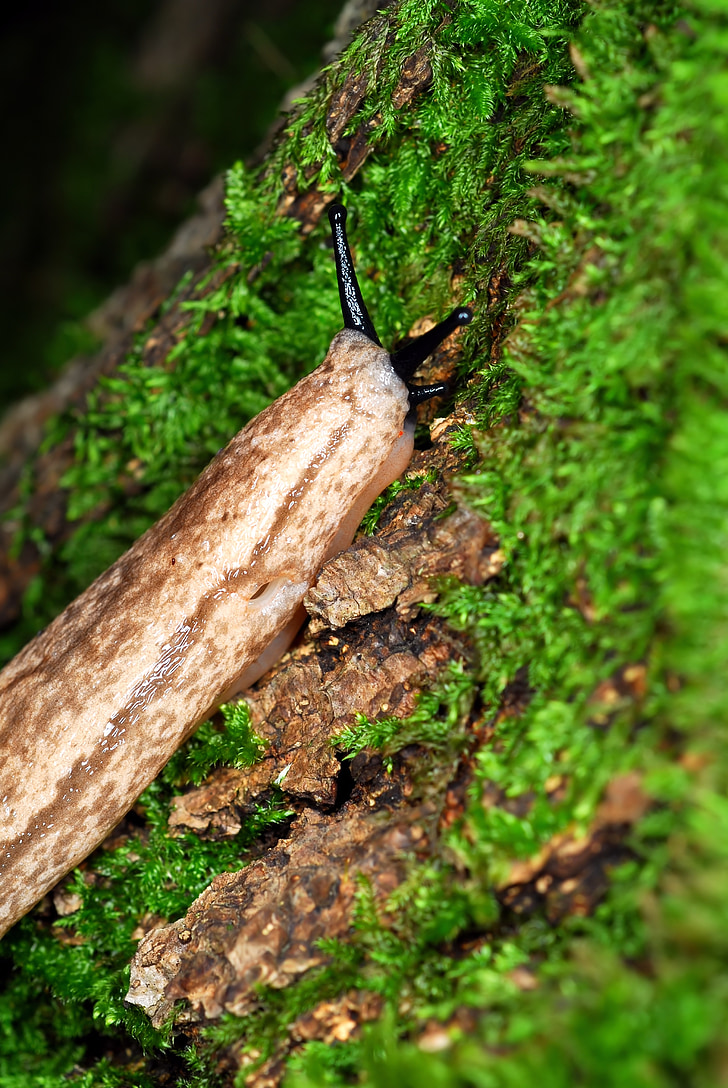 Slug, Moss, abstrakt, natur, dyr, liten, sneglen